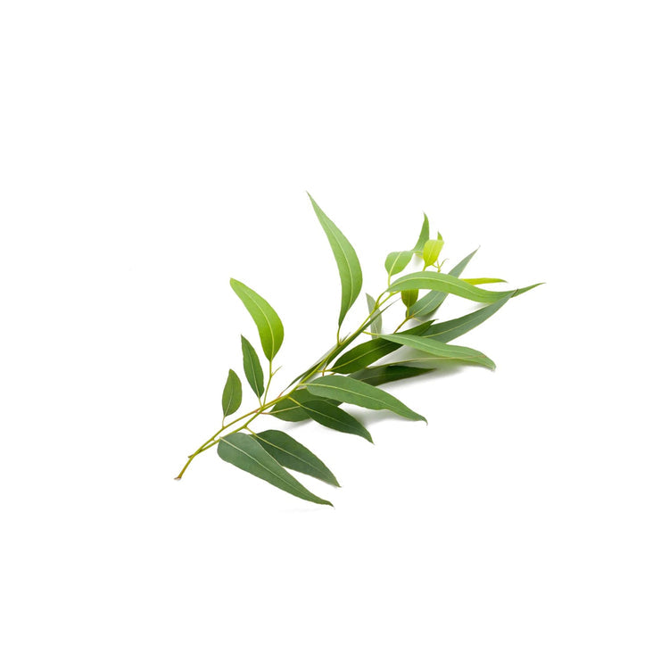 Eukaliptų eterinis aliejus (Radiata)