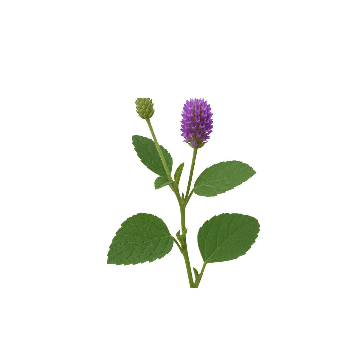 Bakuchi (Babchi) aliejus ekologiškas, 100 % natūralus