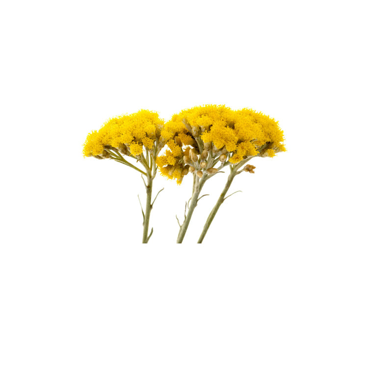 Šlamučių (Helichrysum) eterinis aliejus